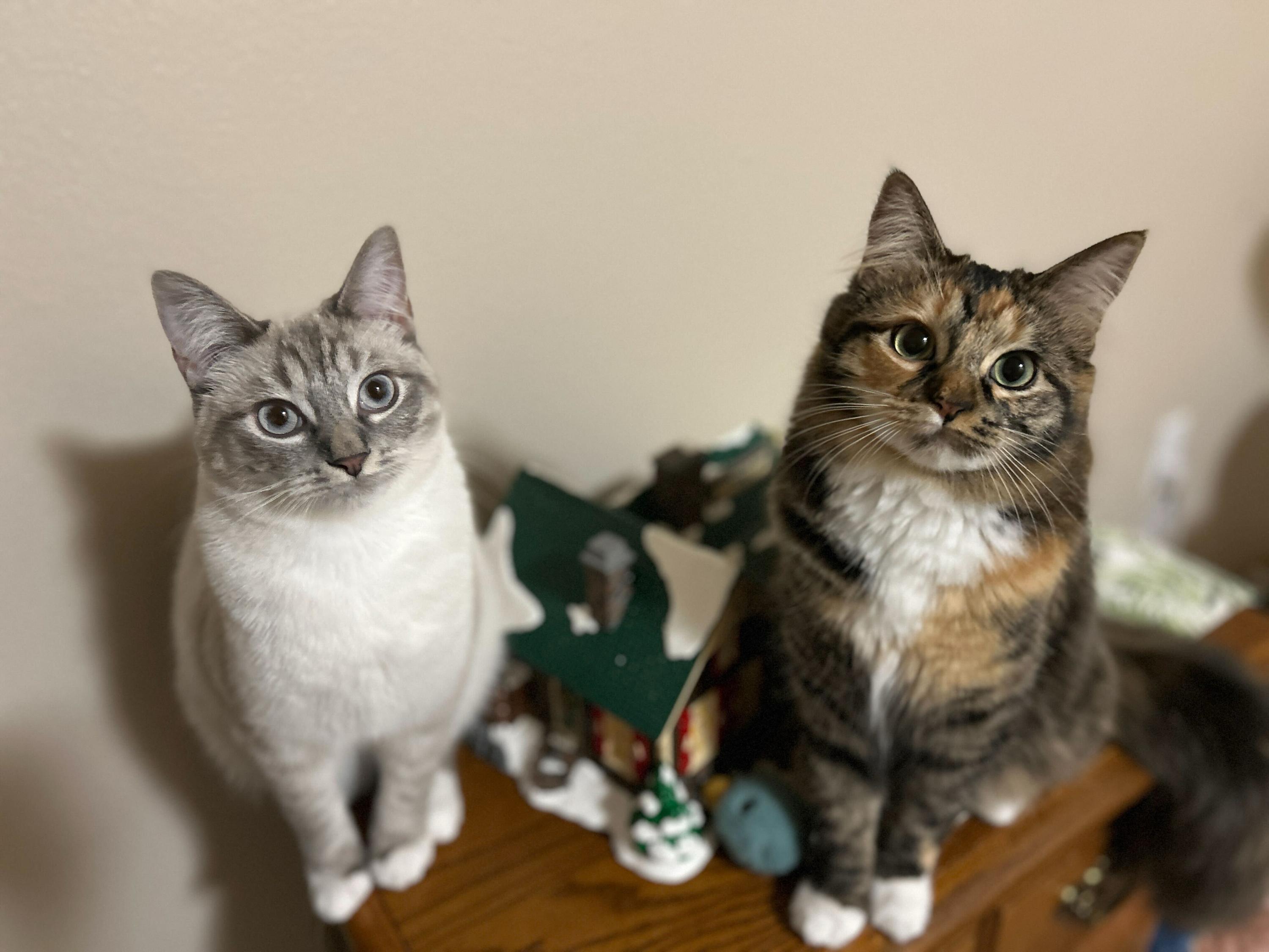 Sally and Queso, an adopted Domestic Short Hair in Seattle, WA image 1/5