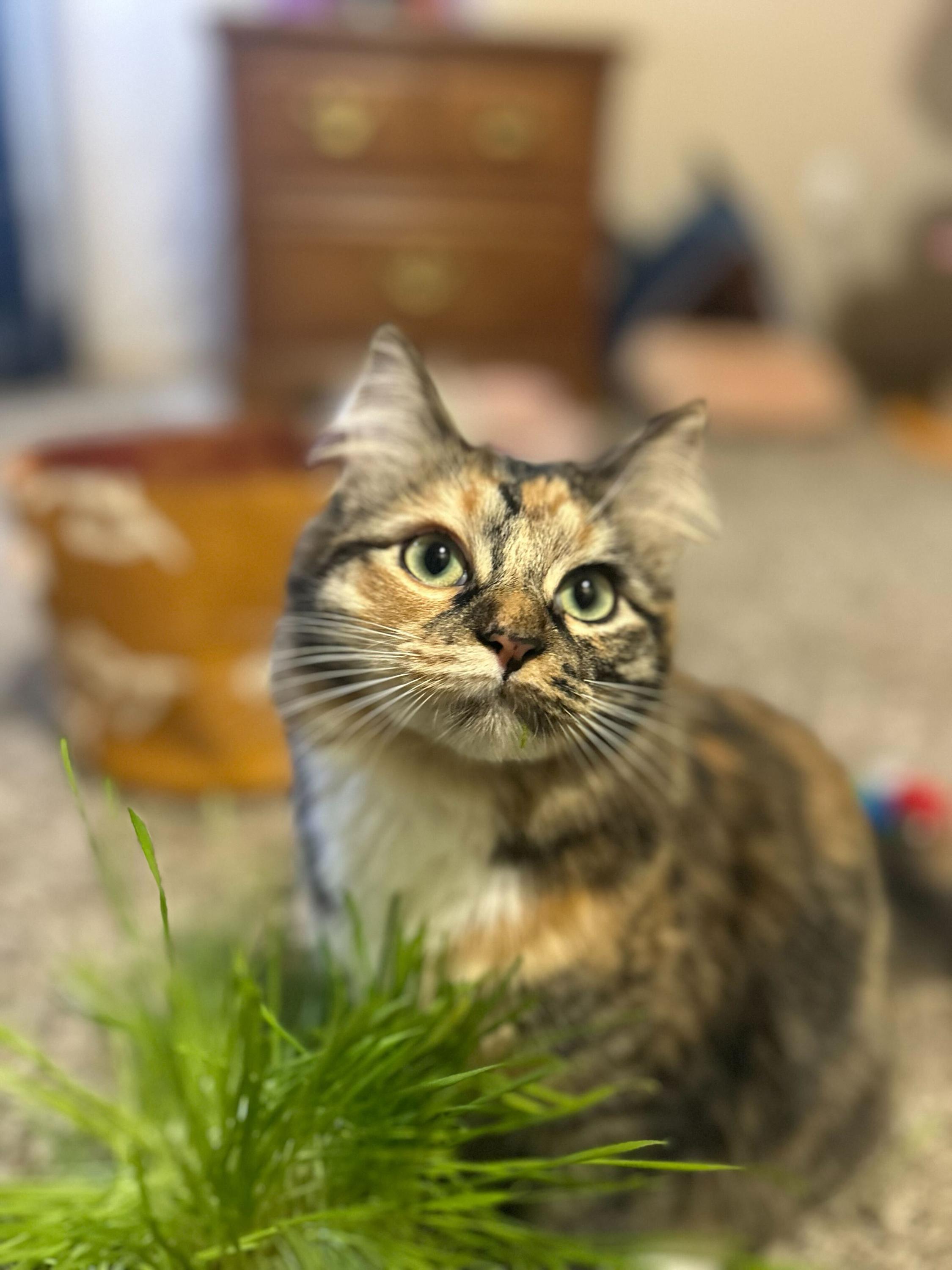 Sally and Queso, an adopted Domestic Short Hair in Seattle, WA image 4/5