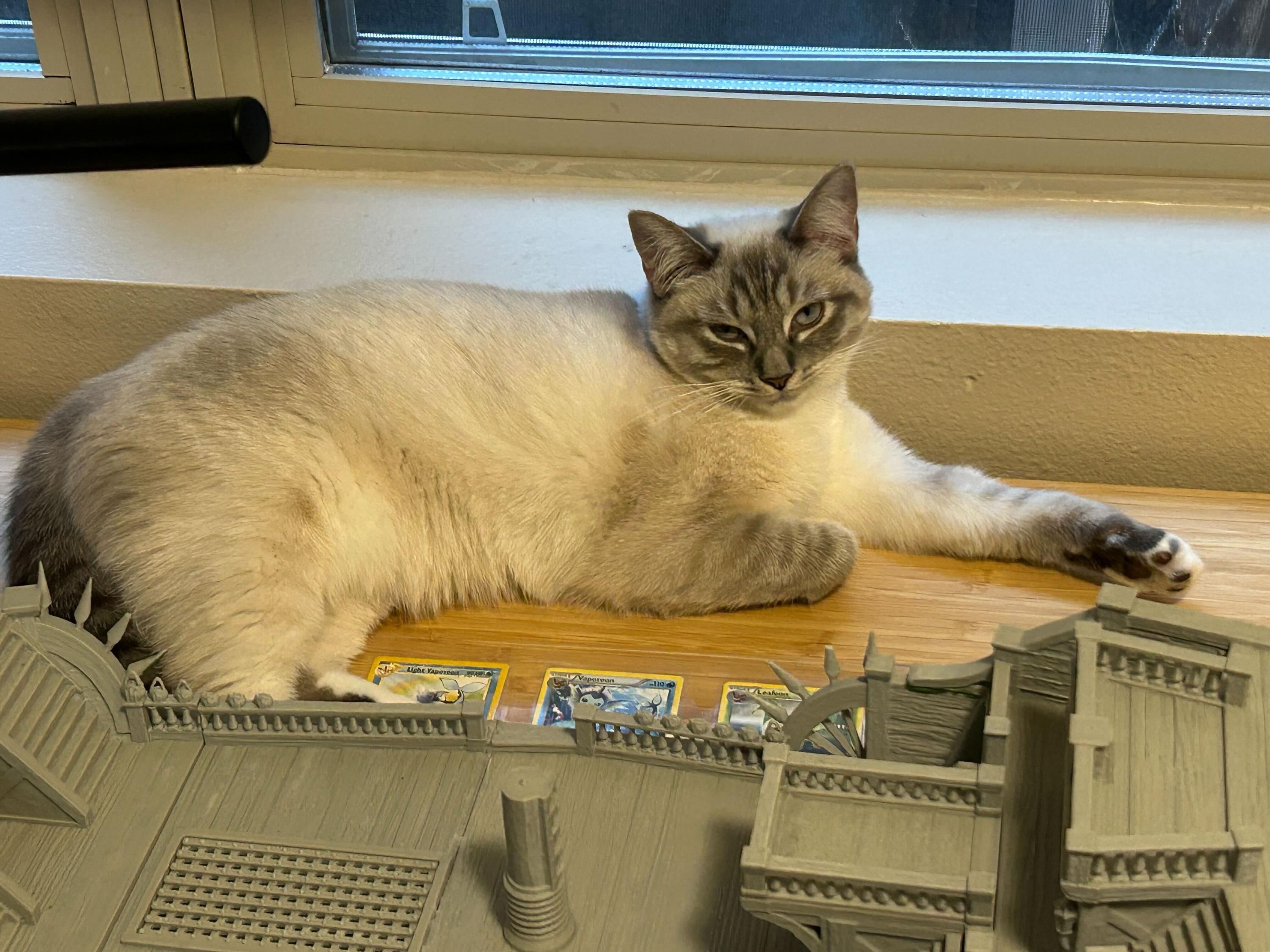 Sally and Queso, an adopted Domestic Short Hair in Seattle, WA image 3/5