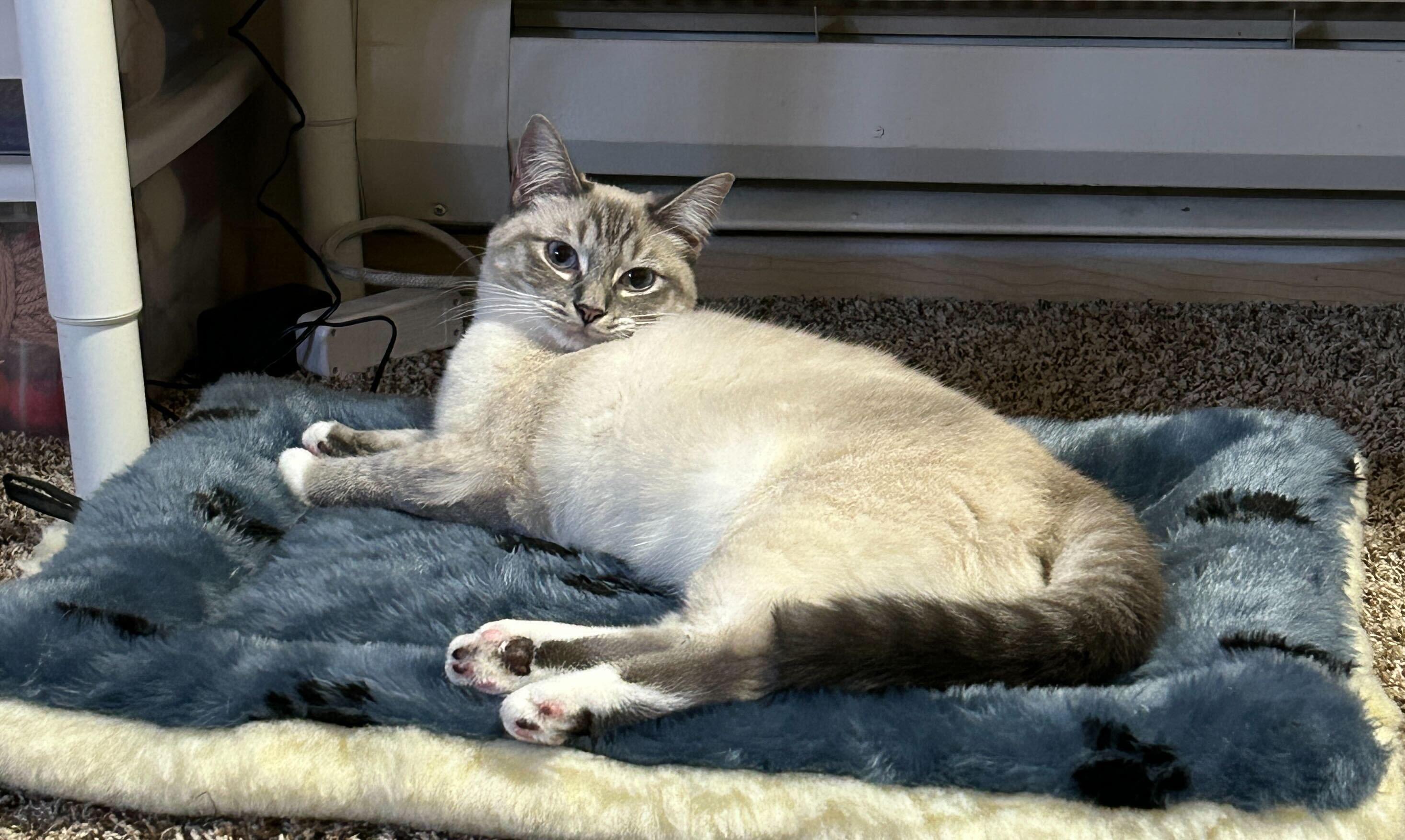 Sally and Queso, an adopted Domestic Short Hair in Seattle, WA image 5/5