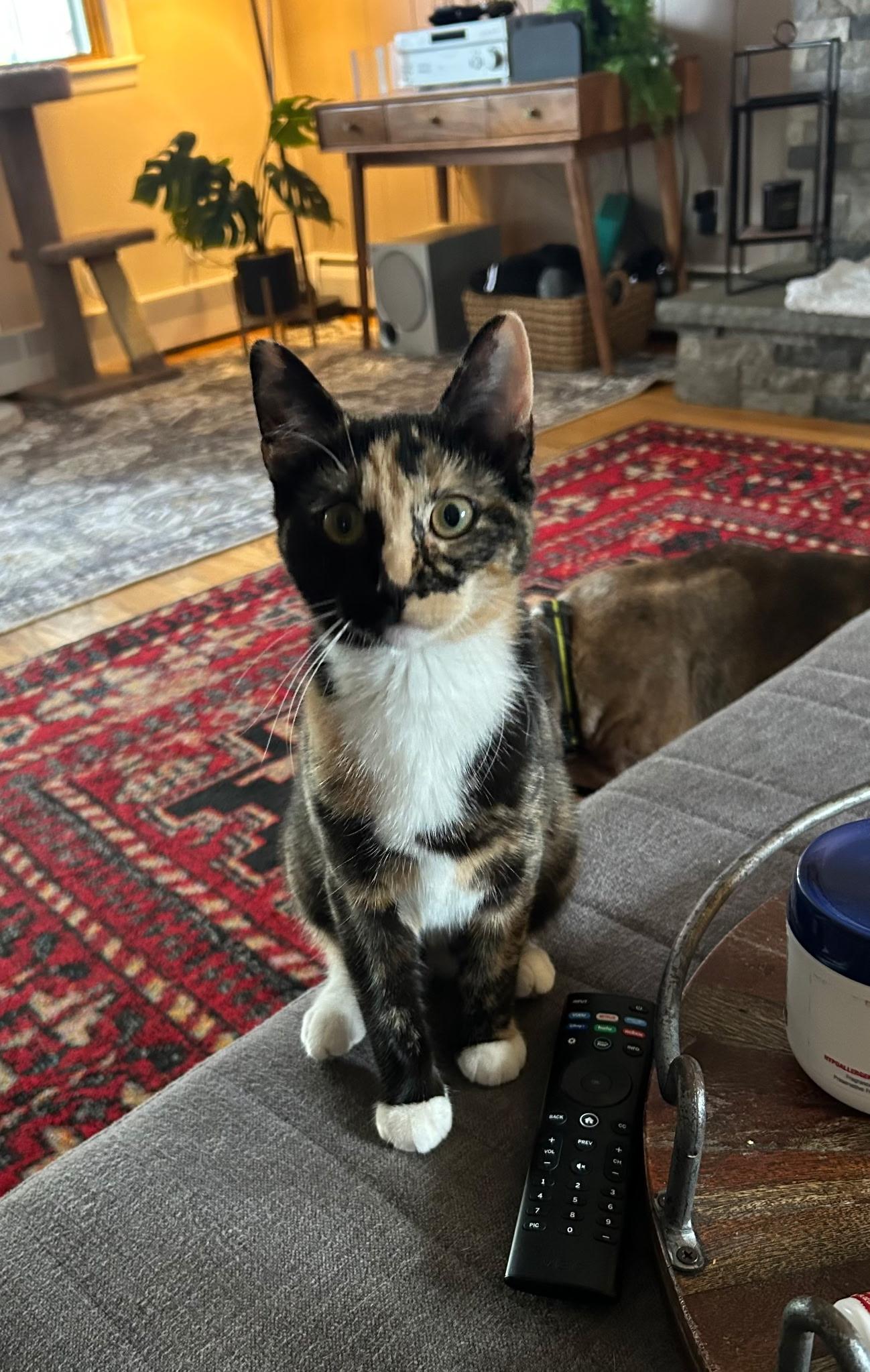 Skylar, Adoptable, Kitten Female Calico & Tortoiseshell.