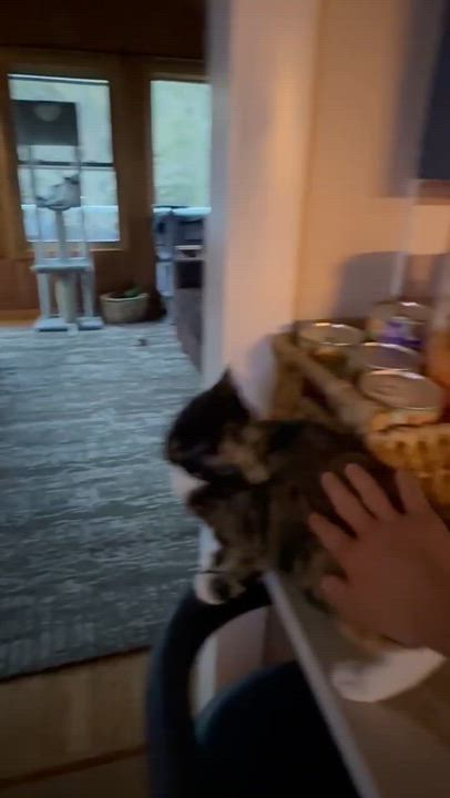 Enlarge Skylar, a Adoptable mixed breed in North Kingstown, RI video 3/3