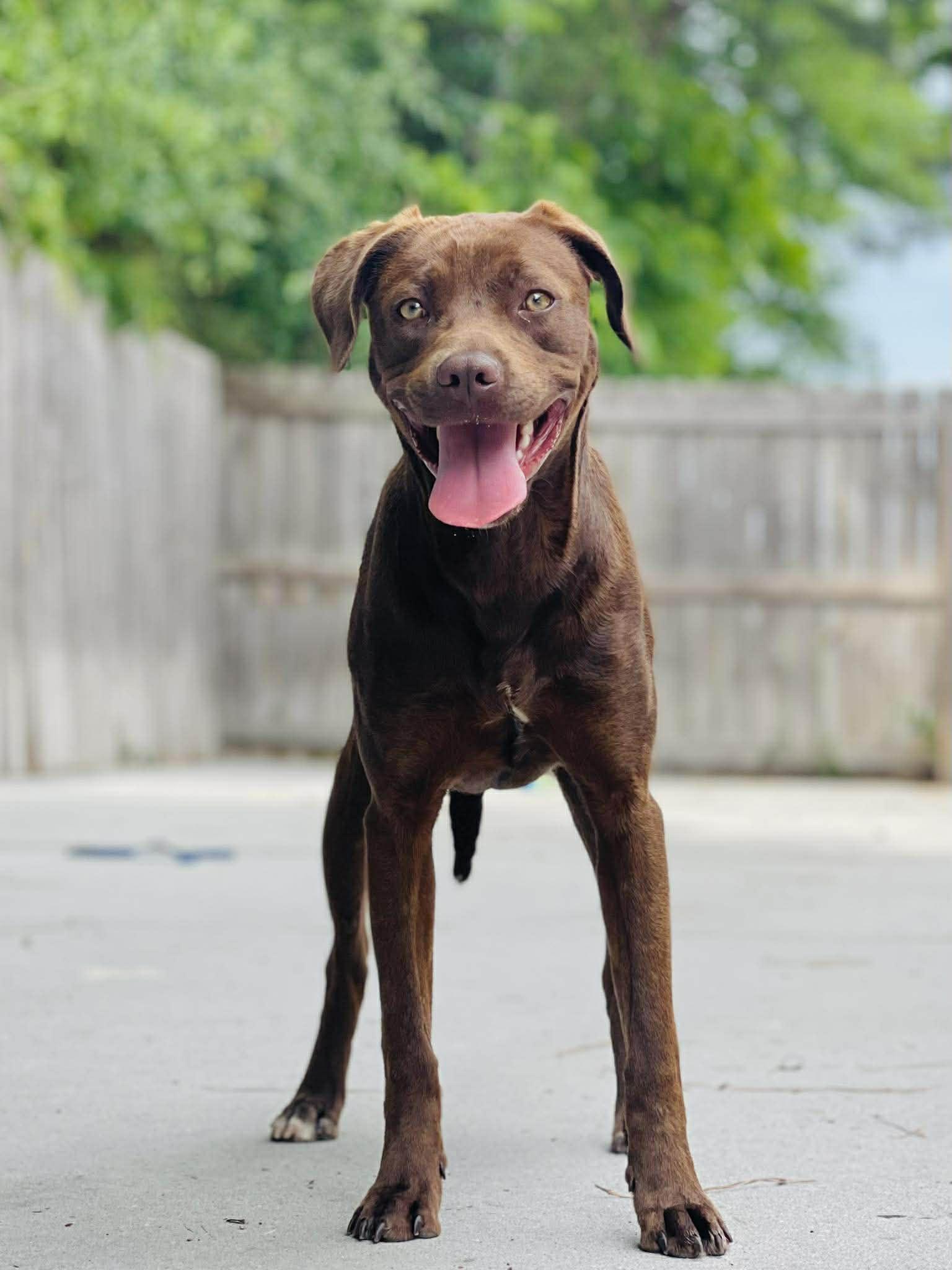 Enlarge AC-4576 "Miguel", a ADOPTABLE mixed breed in Conyers, GA image 1/1