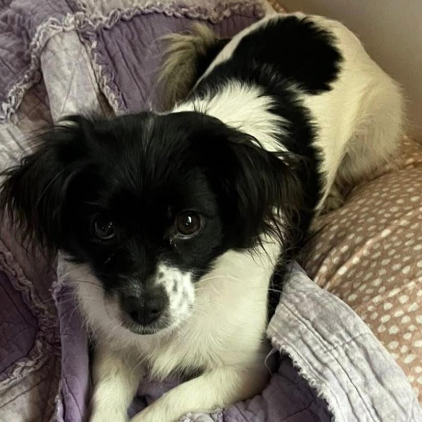 Enlarge Princess, a Adoptable mixed breed in Muscatine, IA image 1/3