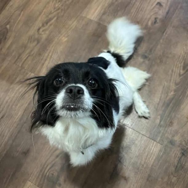 Enlarge Princess, a Adoptable mixed breed in Muscatine, IA image 3/3