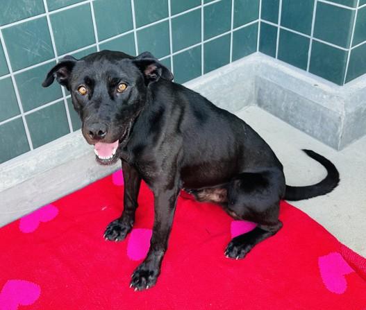 Enlarge BENNY, a Adoptable mixed breed in Rancho Cucamonga, CA image 1/1