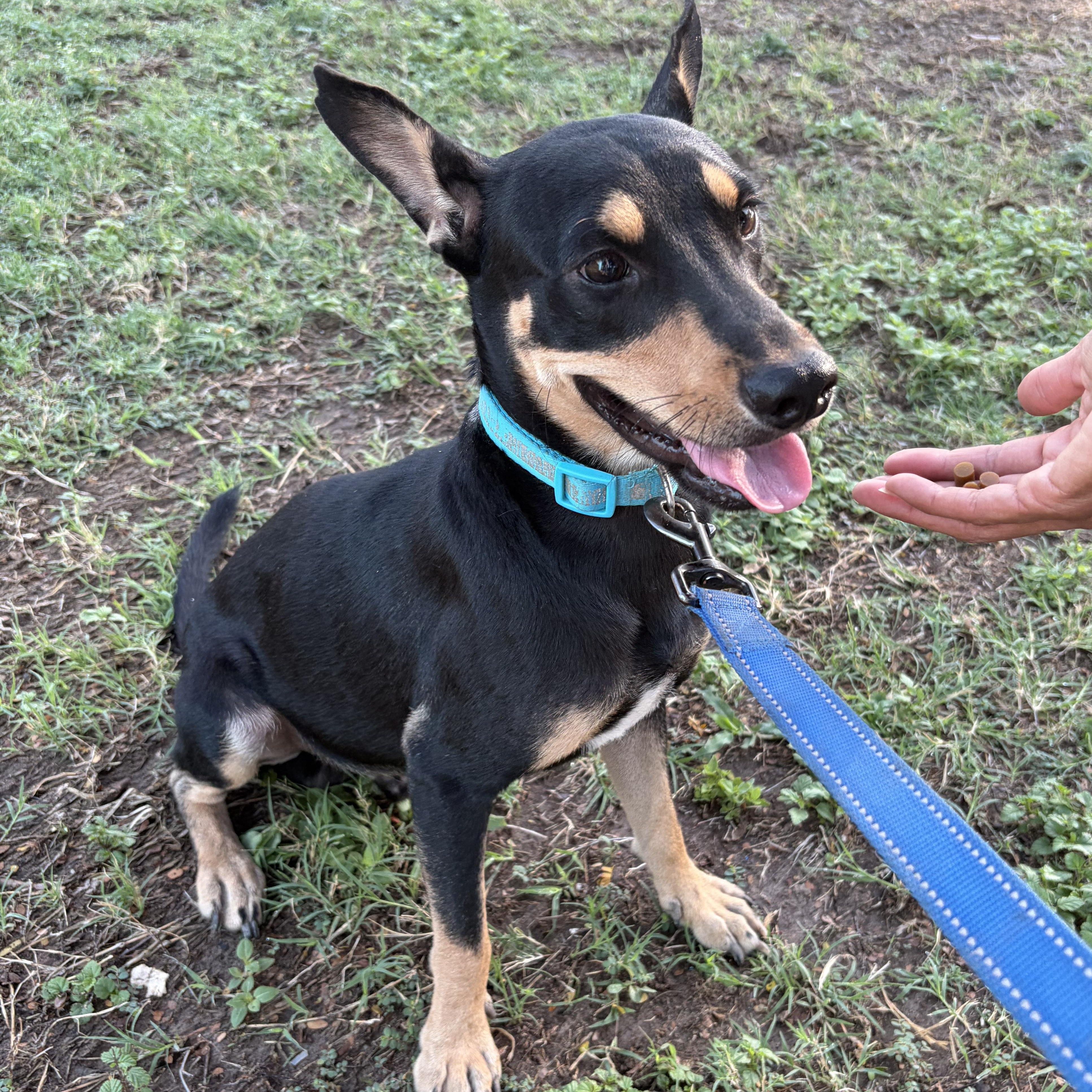 Enlarge Benny, a Adoptable Miniature Pinscher in Minneapolis , MN image 2/4