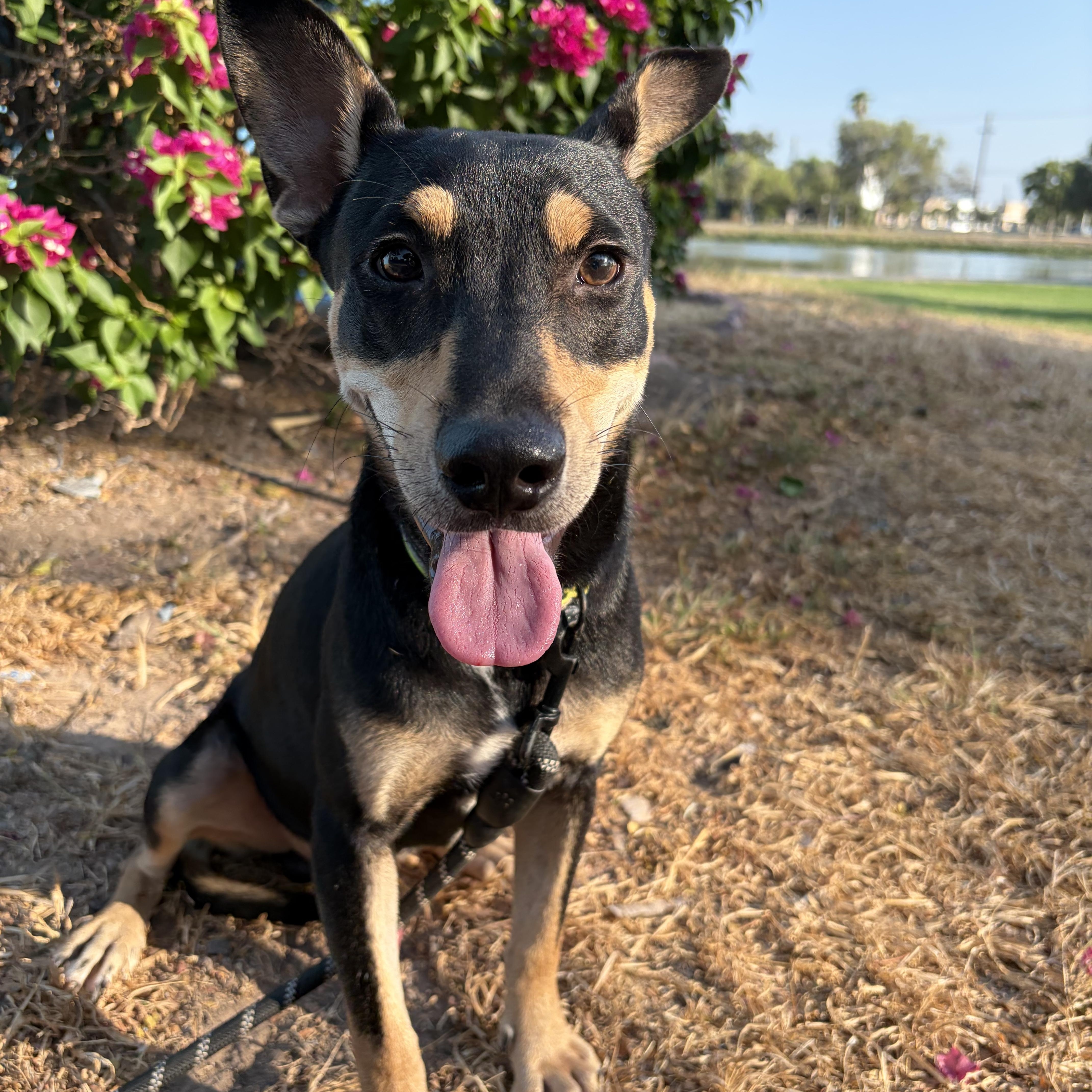 Enlarge Benny, a Adoptable Miniature Pinscher in Minneapolis , MN image 1/4