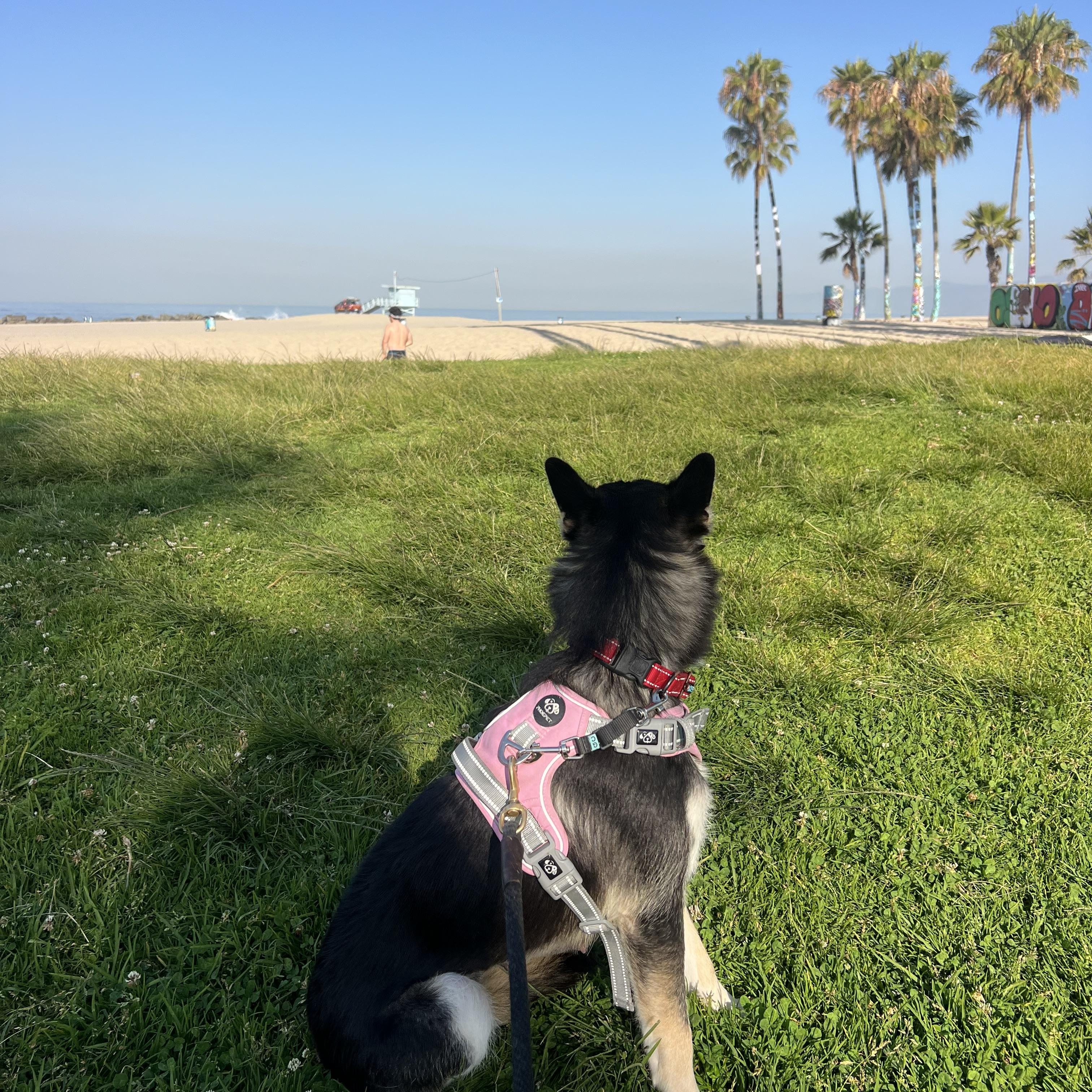 Gretchen, a ADOPTABLE mixed breed in Thousand Oaks, CA image 5/6