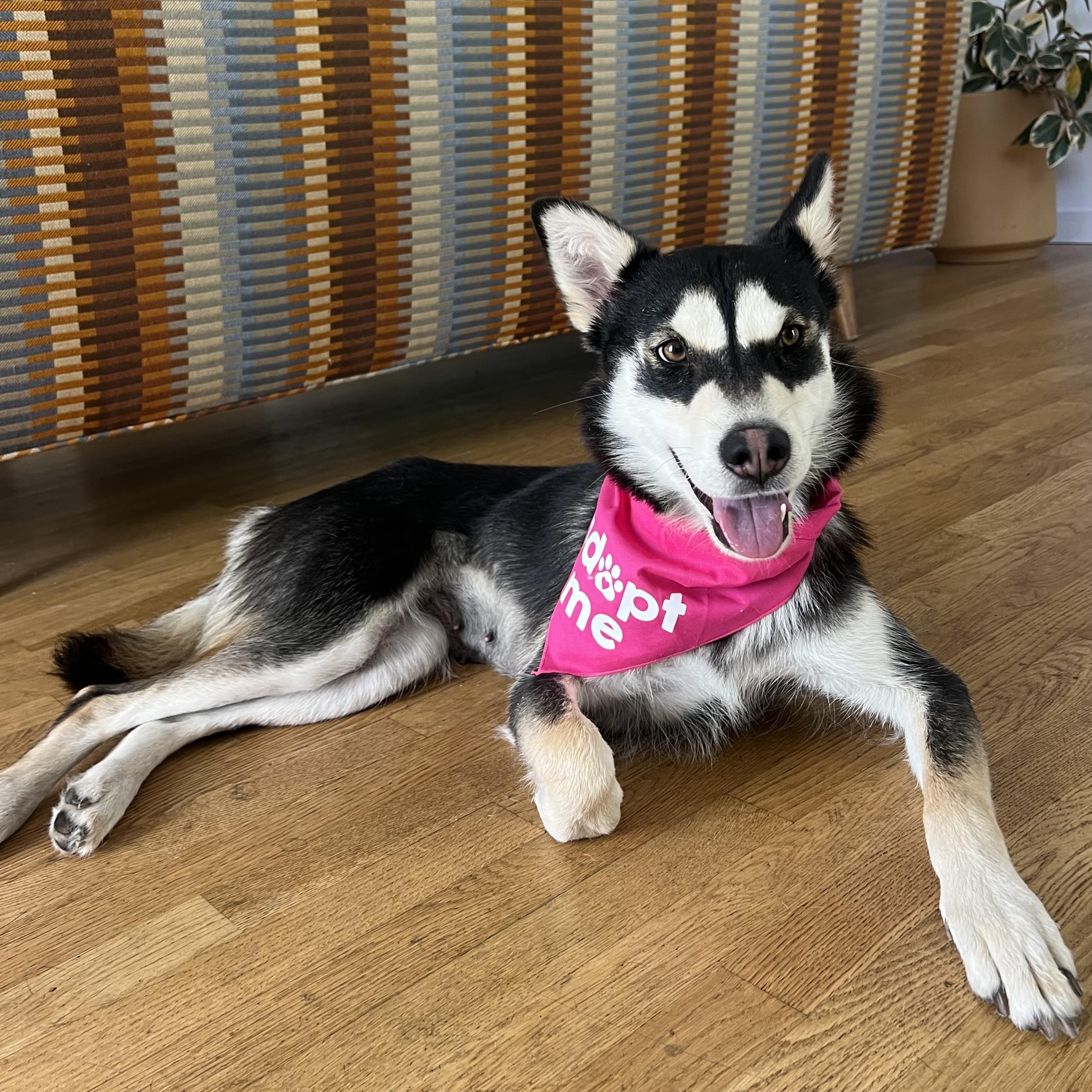 Gretchen, a ADOPTABLE mixed breed in Thousand Oaks, CA image 6/6