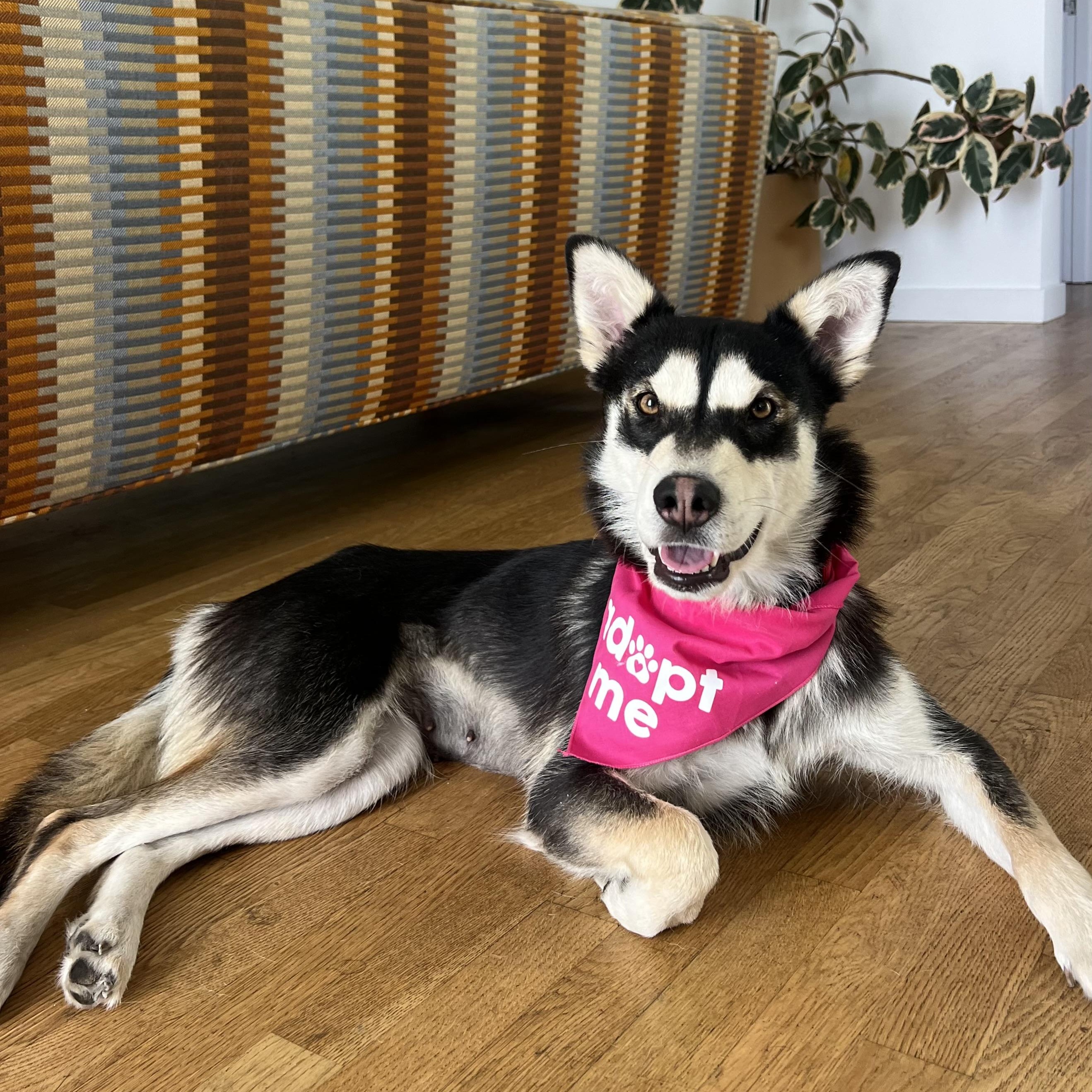 Gretchen, ADOPTABLE, Adult Female Siberian Husky.