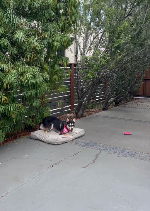 Enlarge Gretchen, a ADOPTABLE mixed breed in Thousand Oaks, CA video 4/6