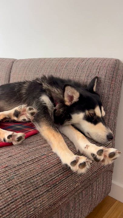 Enlarge Gretchen, a ADOPTABLE mixed breed in Thousand Oaks, CA video 3/6