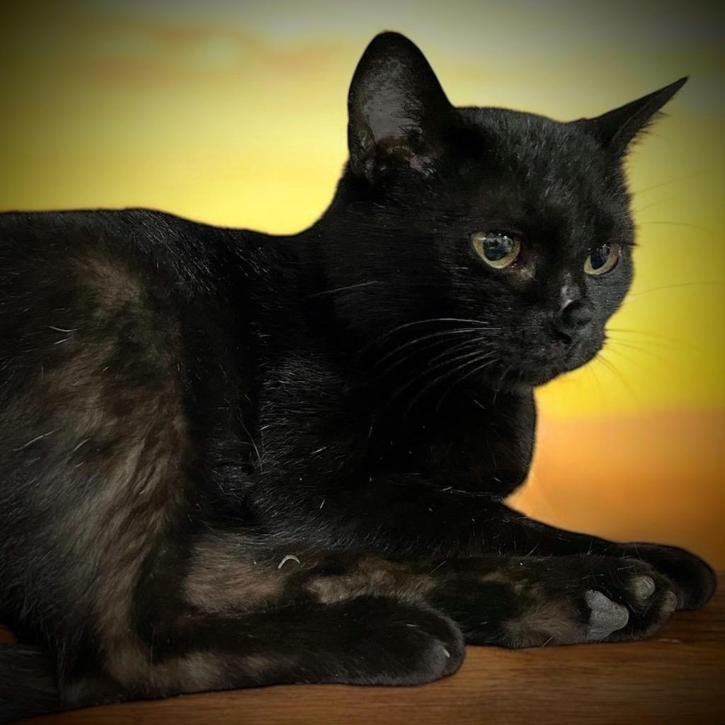 Enlarge Emily, a Adoptable mixed breed in Pittsfield, IL image 2/4