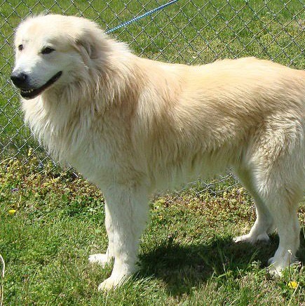 Apollo - Beautiful Boy - Foster Needed