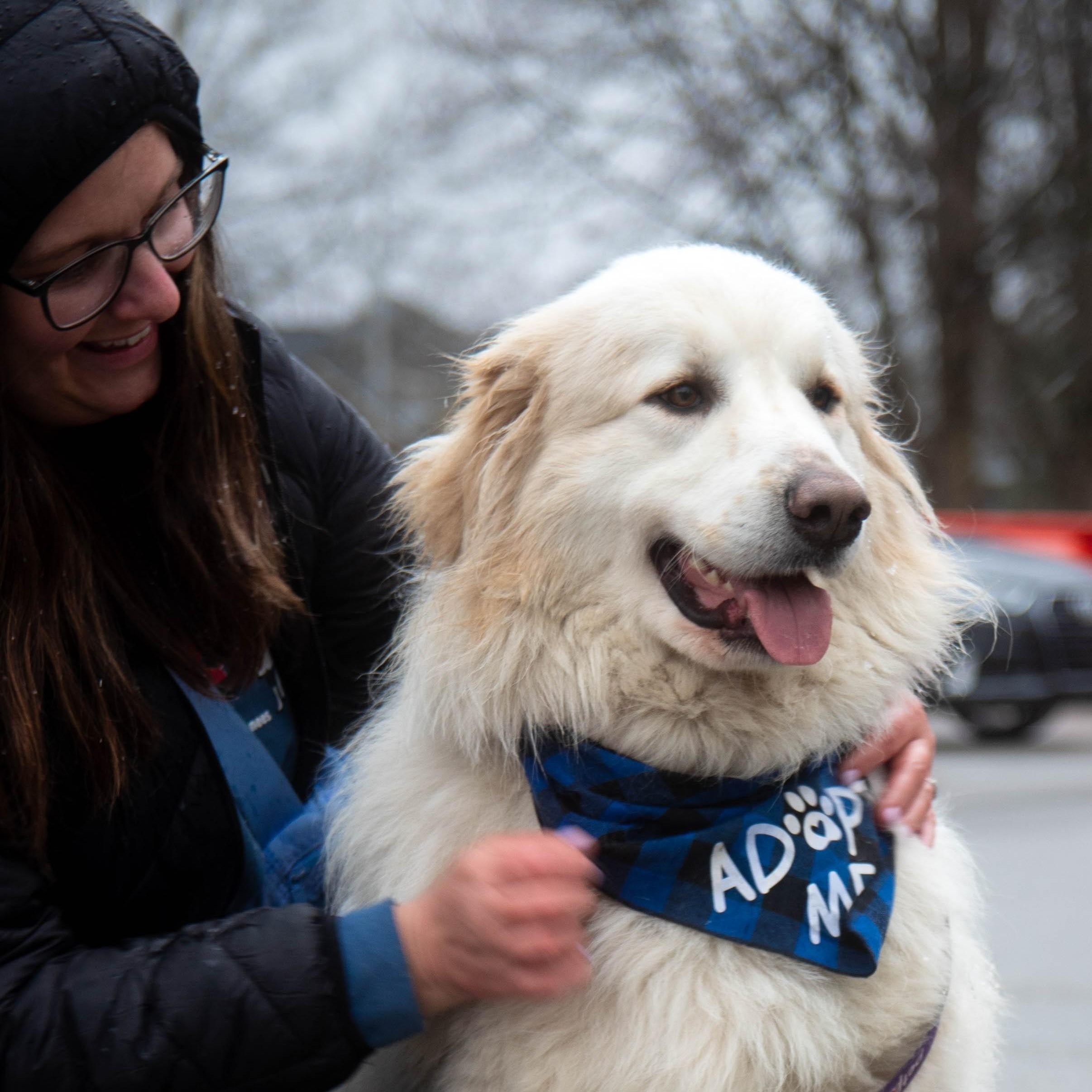 Apollo - Beautiful Boy - Foster Needed, a Adoptable Great Pyrenees in Indianapolis, IN image 1/5