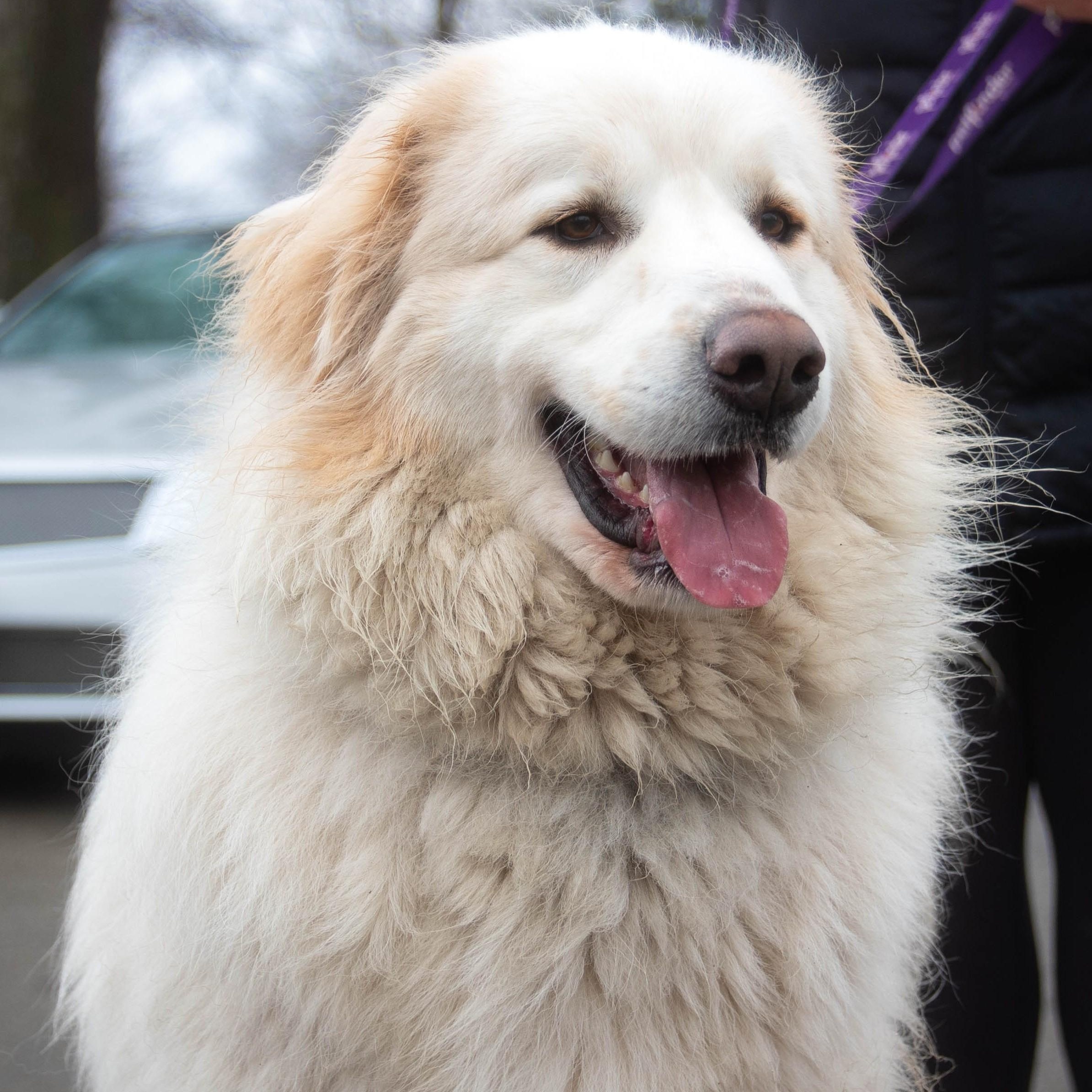 Apollo - Beautiful Boy - Foster Needed, a Adoptable Great Pyrenees in Indianapolis, IN image 2/5