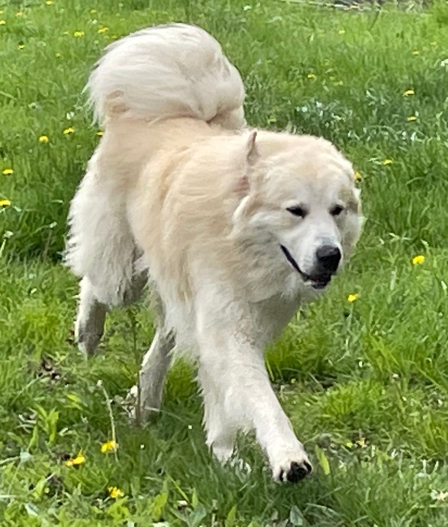 Apollo - Beautiful Boy - Foster Needed — thumbnail 4