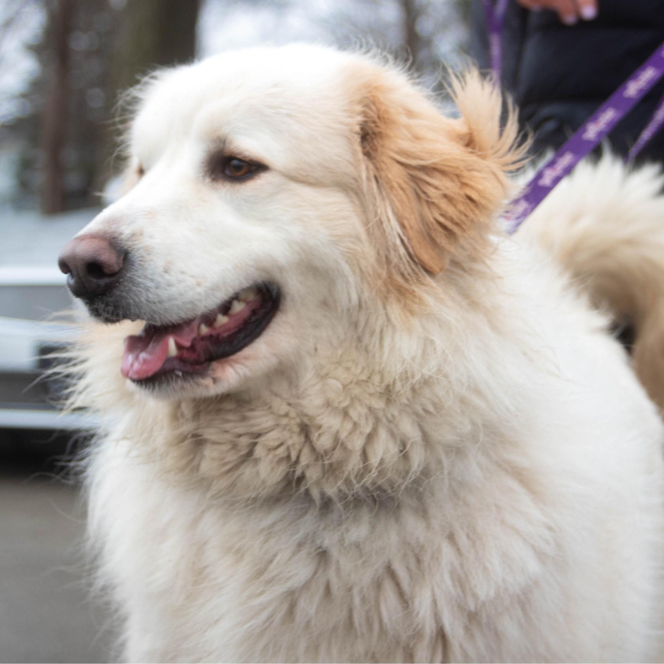 Apollo - Beautiful Boy - Foster Needed, a Adoptable Great Pyrenees in Indianapolis, IN image 3/5