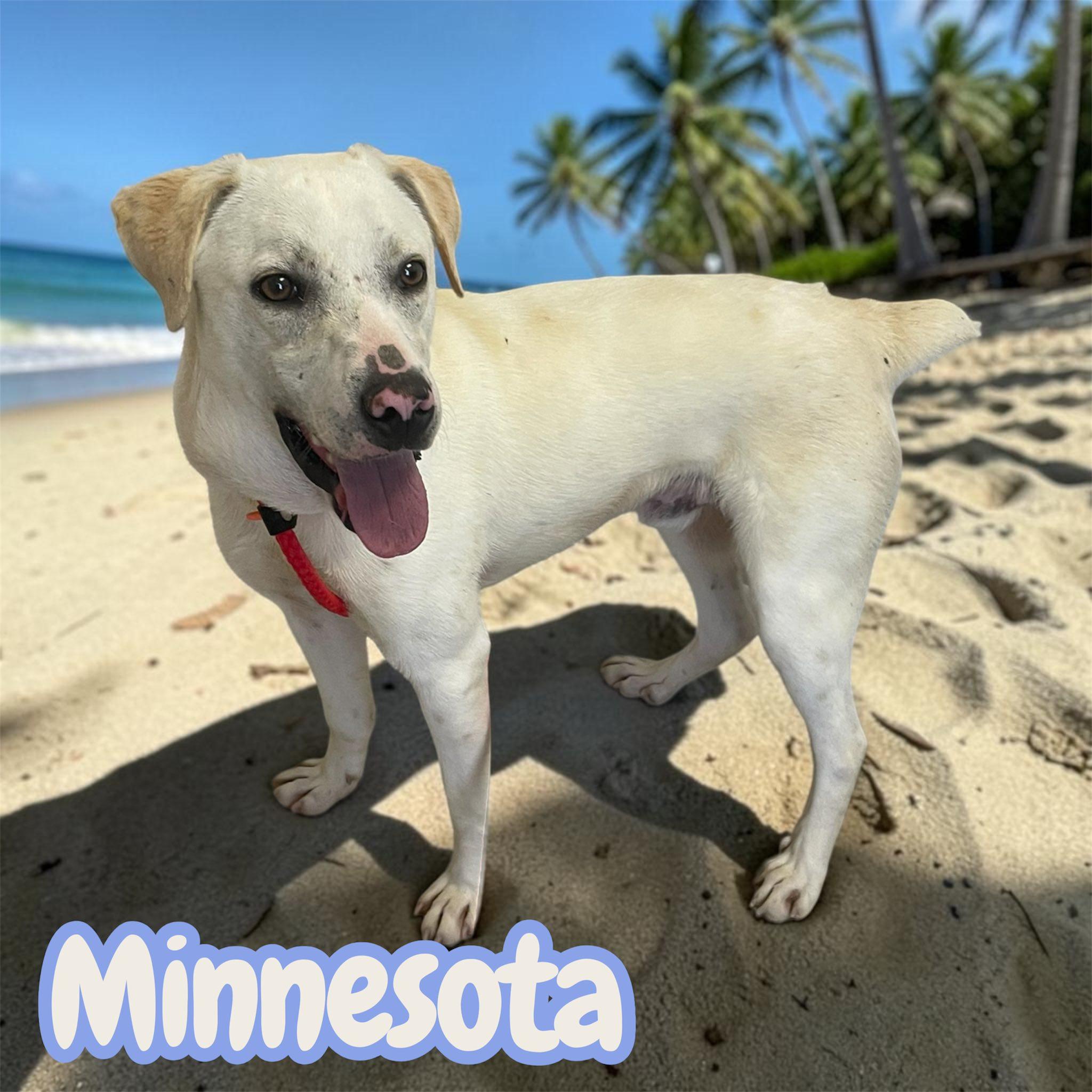 Enlarge Minnesota - "Mini-Labrador" - playful, sweet, fun, cuddly, a Adoptable mixed breed in Greeneville, TN image 3/4