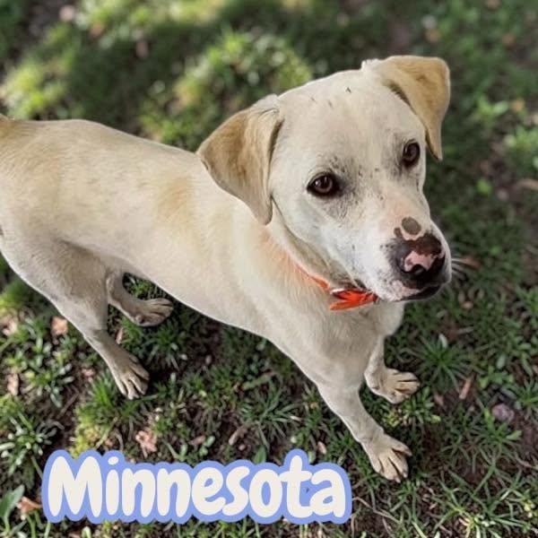 Enlarge Minnesota - "Mini-Labrador" - playful, sweet, fun, cuddly, a Adoptable mixed breed in Greeneville, TN image 4/4
