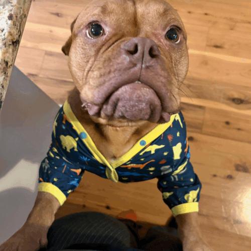 Tamale, Adoptable, Young Male English Bulldog.