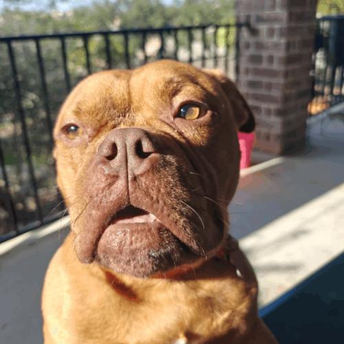 Tamale, a Adoptable English Bulldog in Austin, TX image 2/5