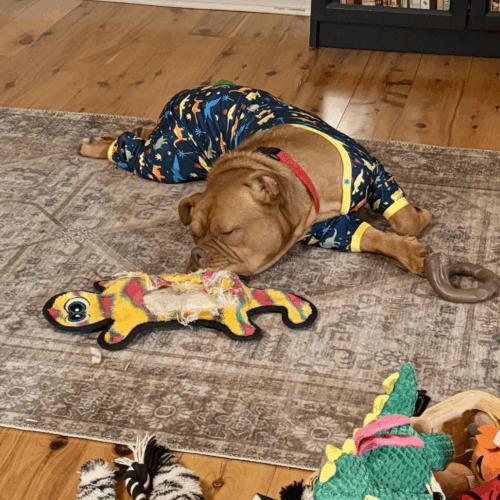 Tamale, a Adoptable English Bulldog in Austin, TX image 3/5