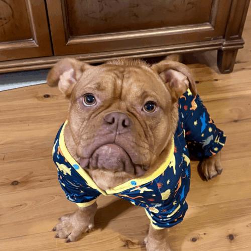 Tamale, a Adoptable English Bulldog in Austin, TX image 4/5