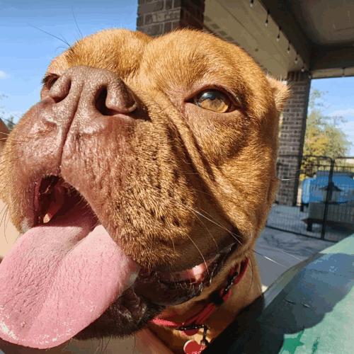 Tamale, a Adoptable English Bulldog in Austin, TX image 5/5