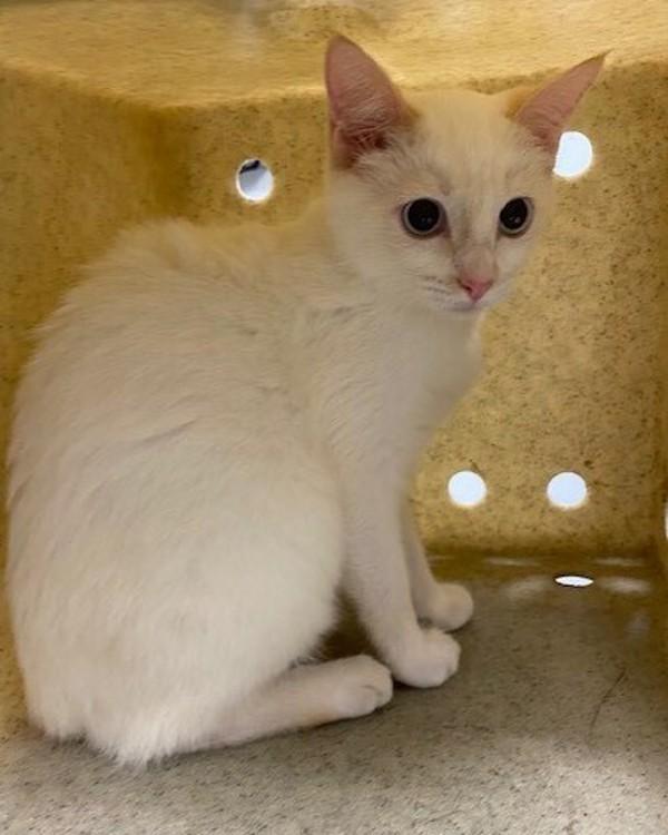 Aspen, Adoptable, Adult Female Domestic Short Hair.