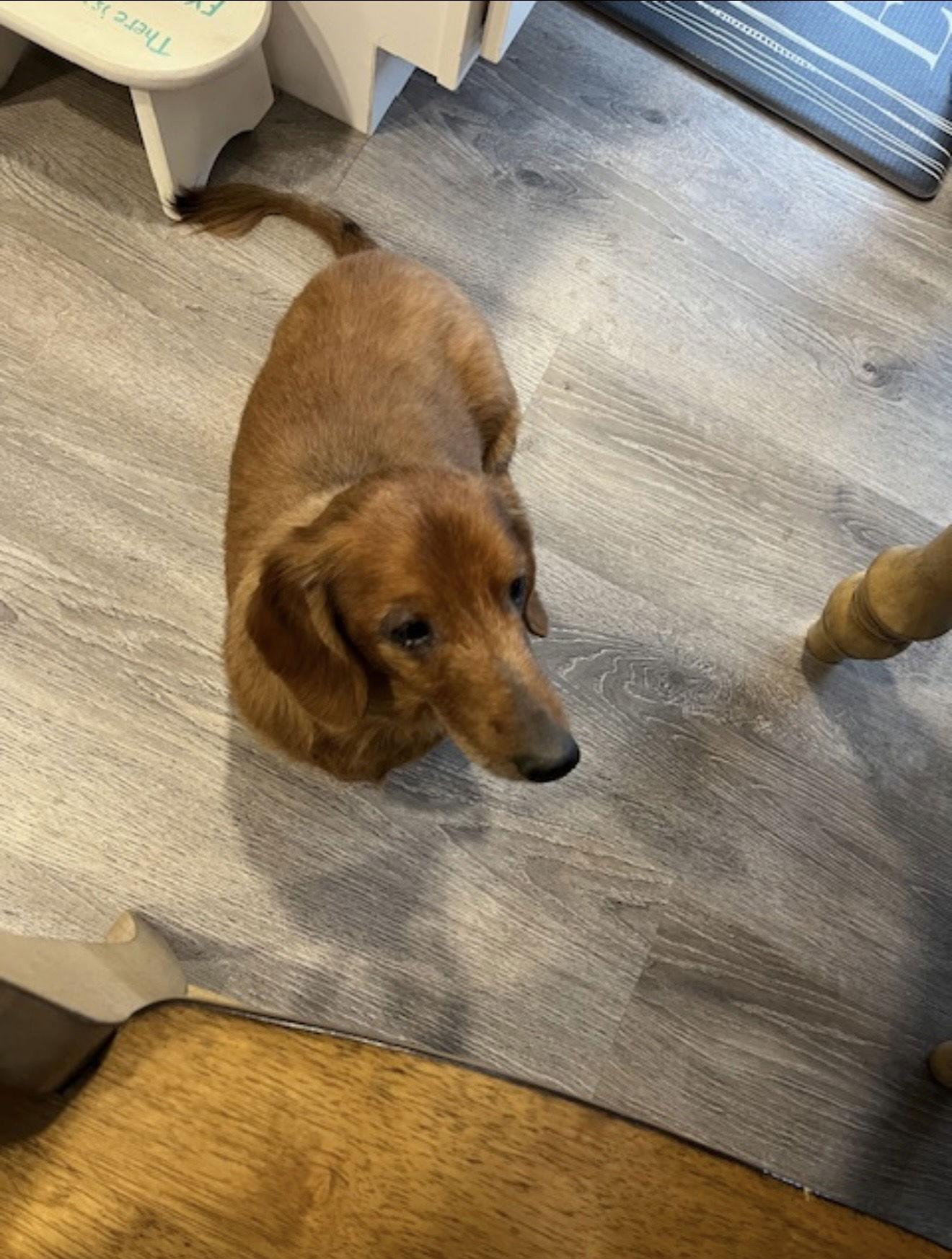 Ringo2, Adopted, Senior Male Dachshund.