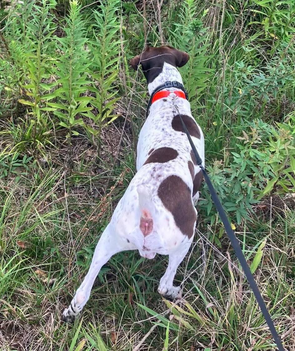 Enlarge Walle- URGENT FOSTER NEEDED!, a ADOPTABLE German Shorthaired Pointer in Wood Dale, IL image 2/3