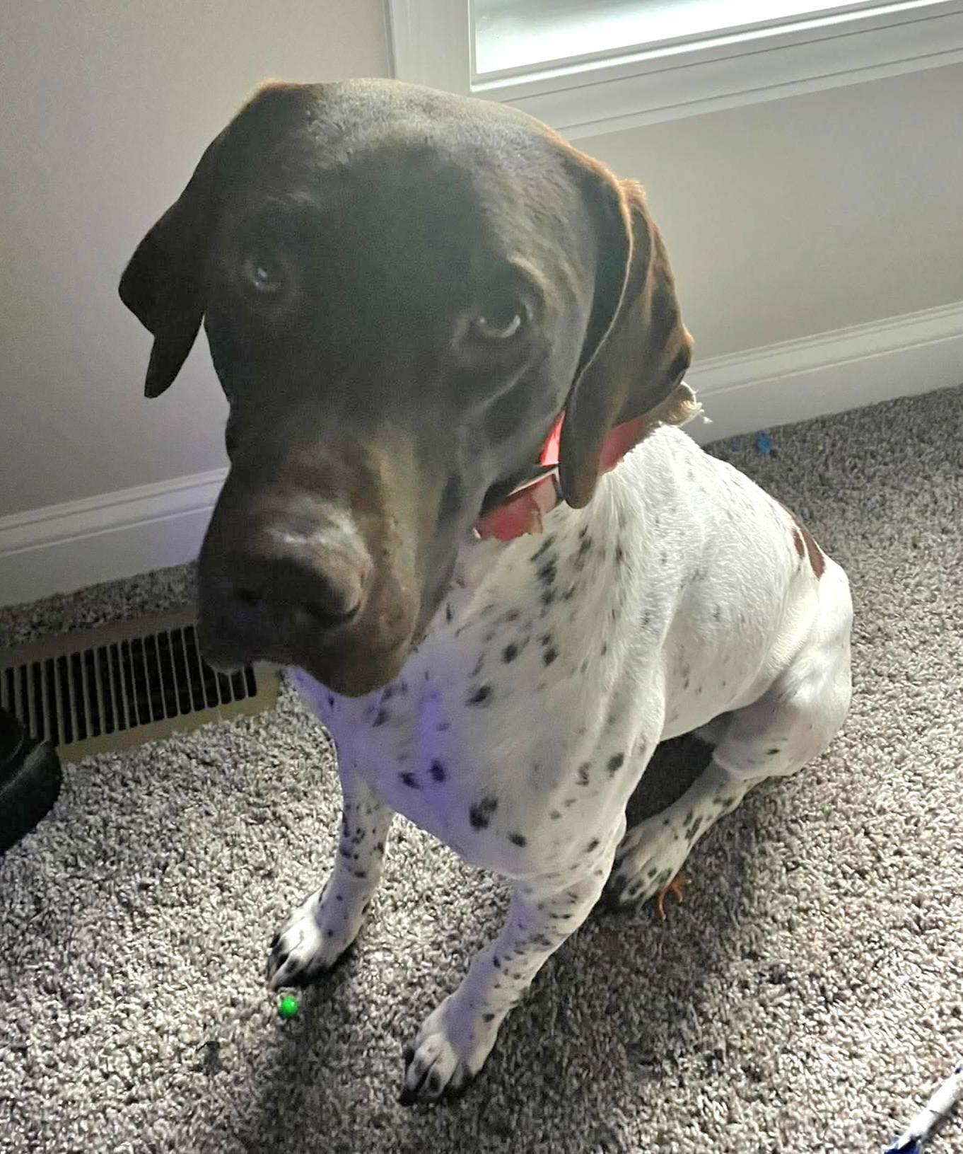Enlarge Walle- URGENT FOSTER NEEDED!, a ADOPTABLE German Shorthaired Pointer in Wood Dale, IL image 3/3