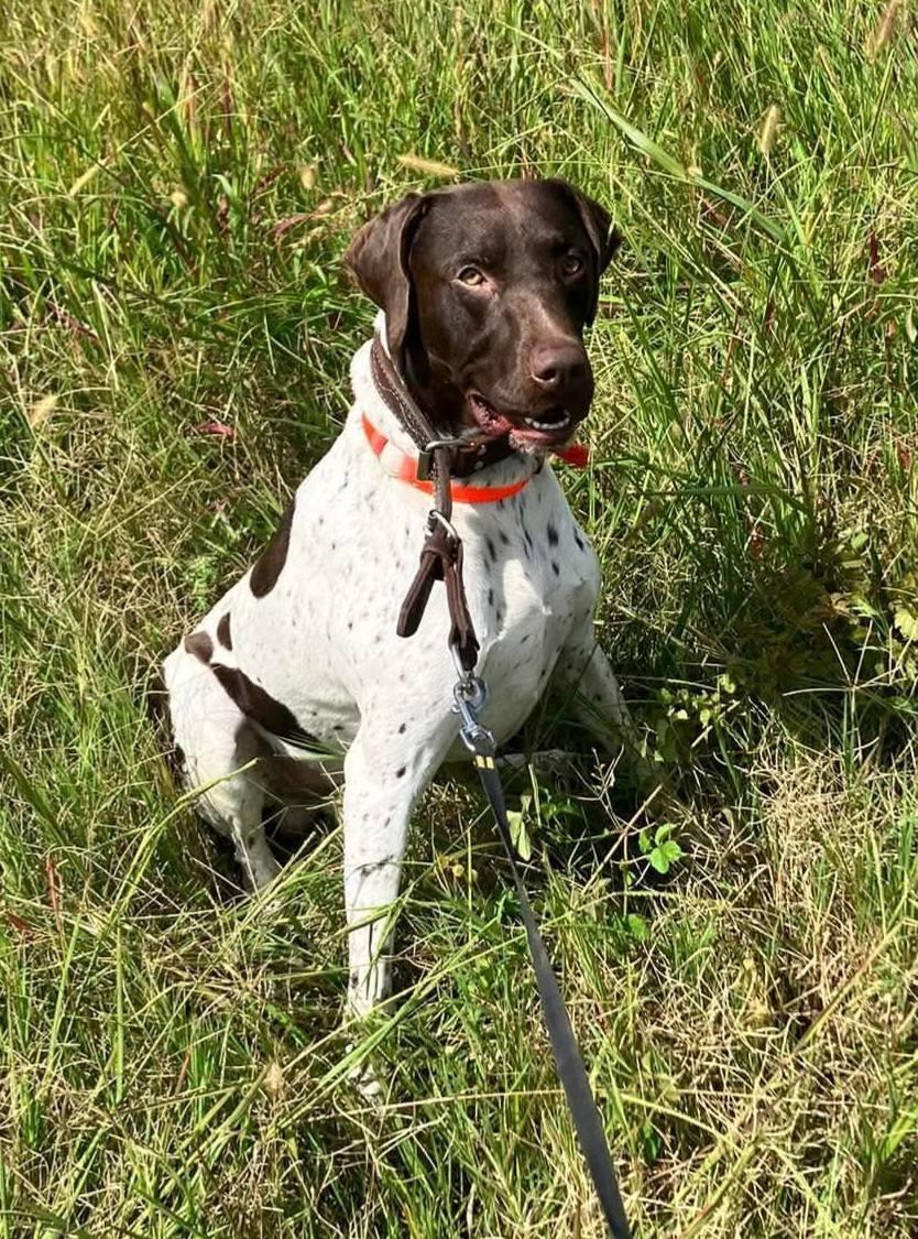 Walle- URGENT FOSTER NEEDED!, ADOPTABLE, Adult Male German Shorthaired Pointer.