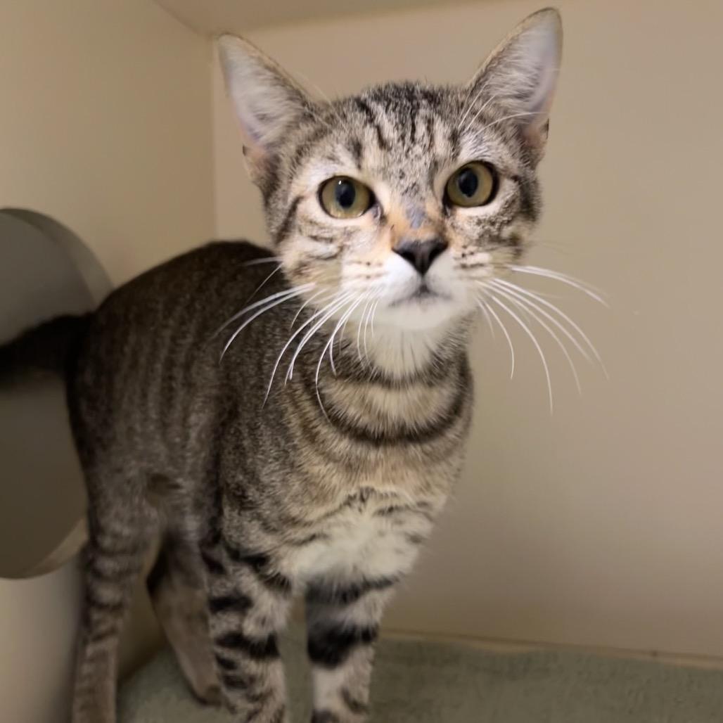 Mango Passionfruit Refresher, Adoptable, Kitten Female Domestic Short Hair.