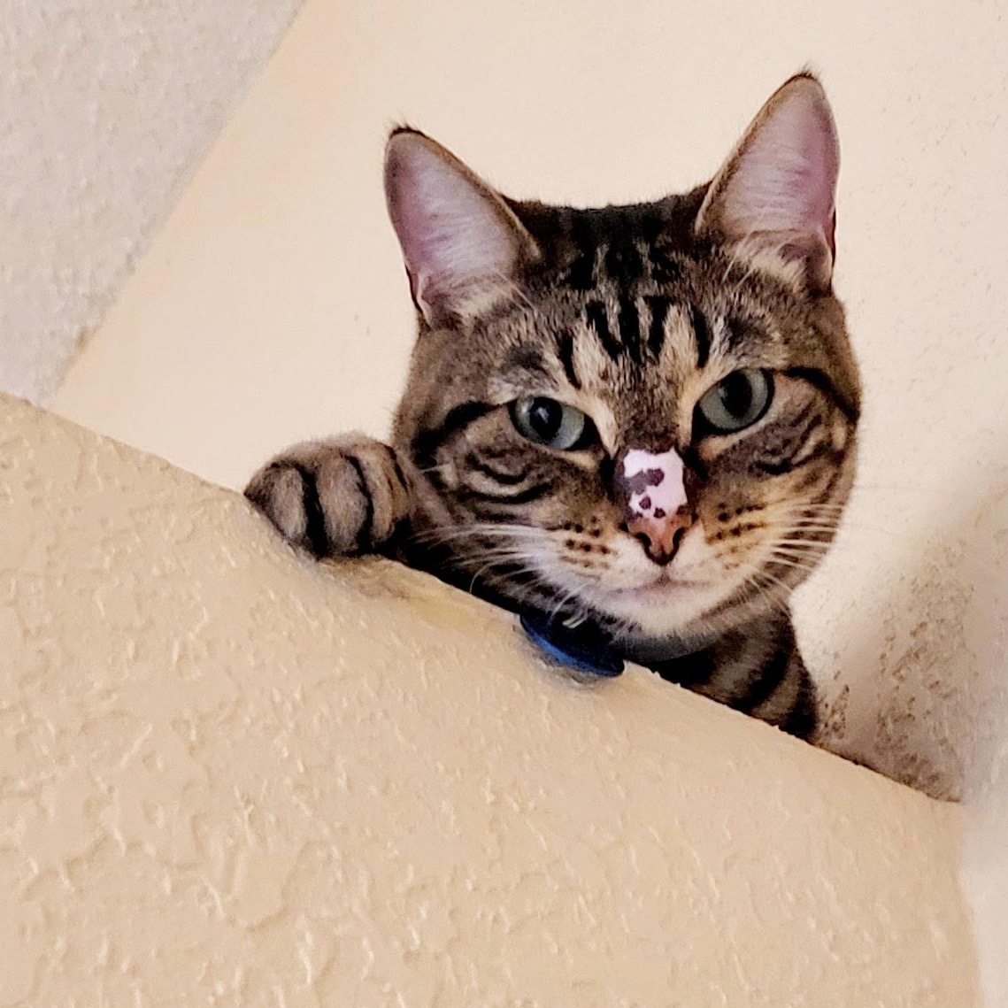 Kevin, Adoptable, Young Male Tabby.