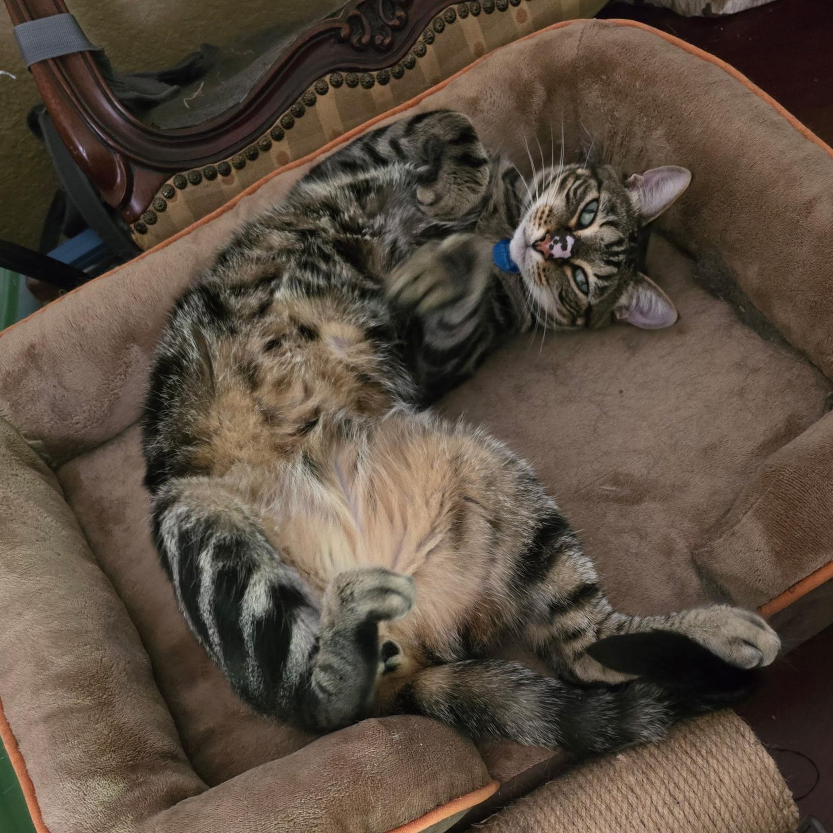 Enlarge Kevin, a Adoptable Tabby in Boston, MA image 2/5