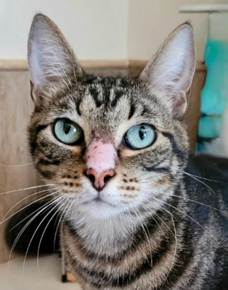 Enlarge Kevin, a Adoptable Tabby in Boston, MA image 3/5