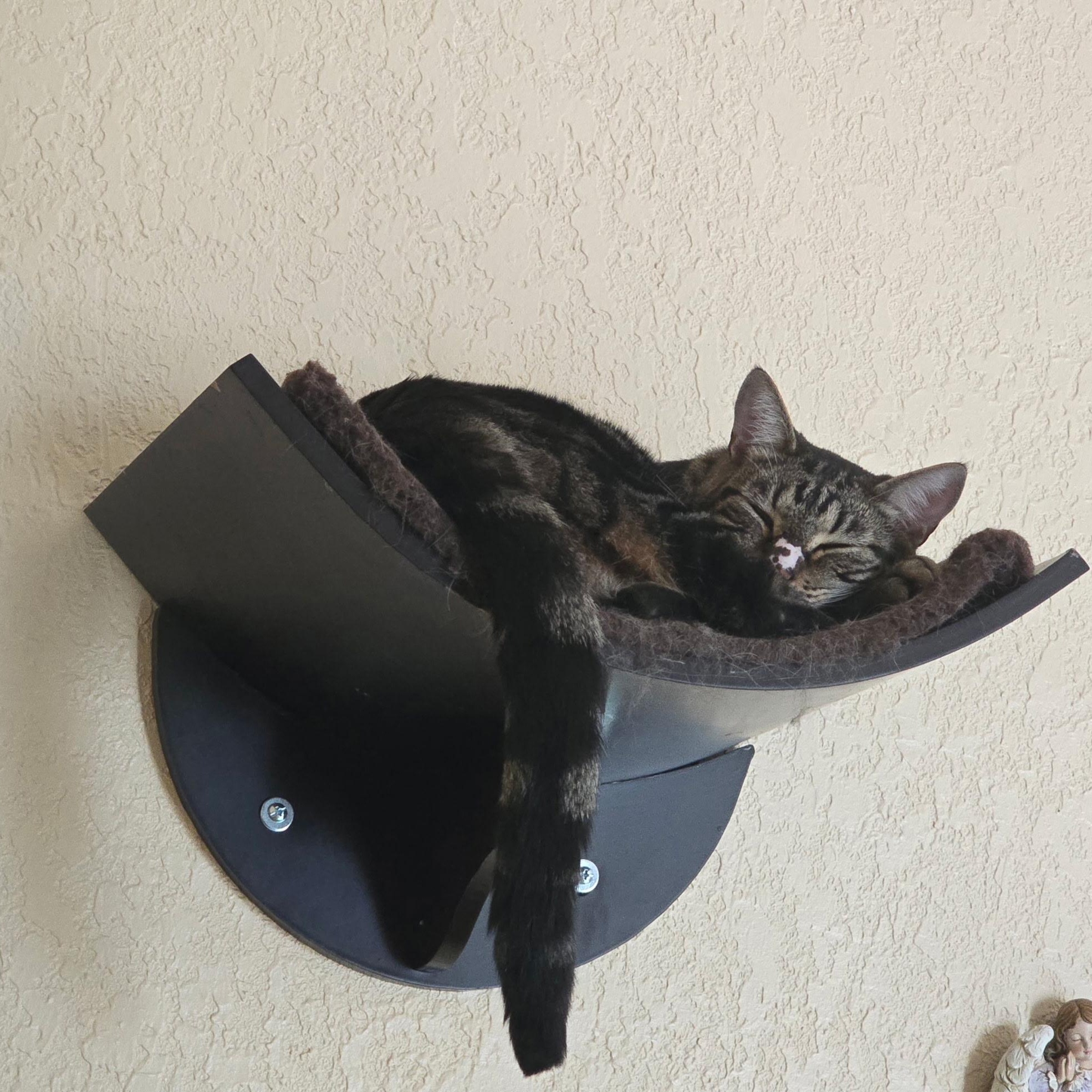 Enlarge Kevin, a Adoptable Tabby in Boston, MA image 4/5