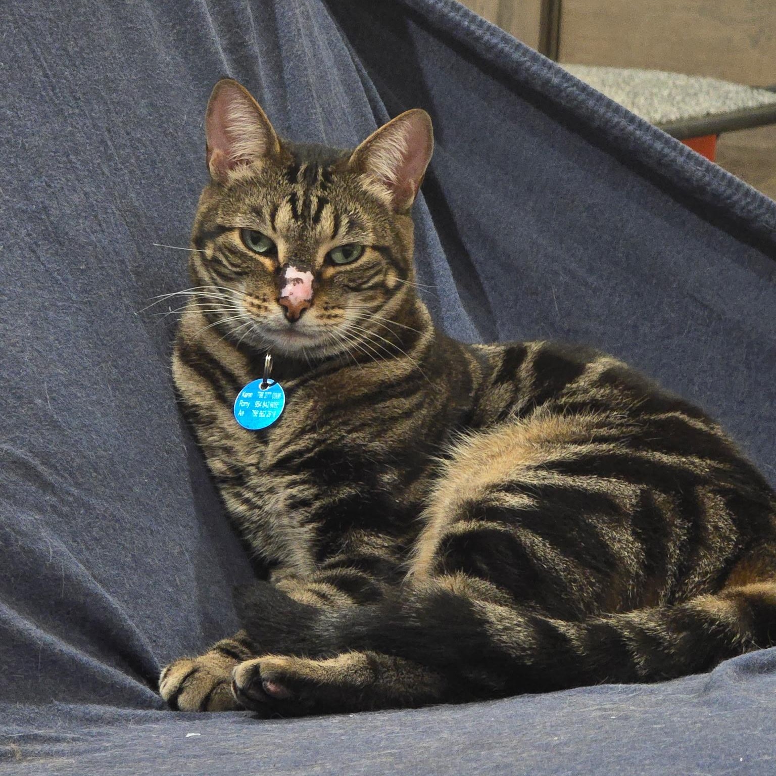 Enlarge Kevin, a Adoptable Tabby in Boston, MA image 5/5