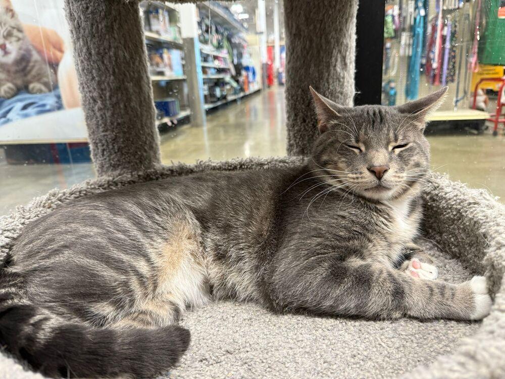 Silver, Adoptable, Young Male Domestic Short Hair.