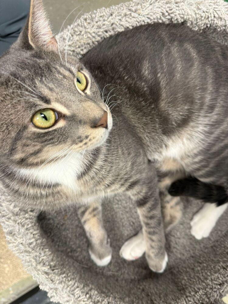 Enlarge Silver, a Adoptable Domestic Short Hair in Pittstown, NJ image 3/3