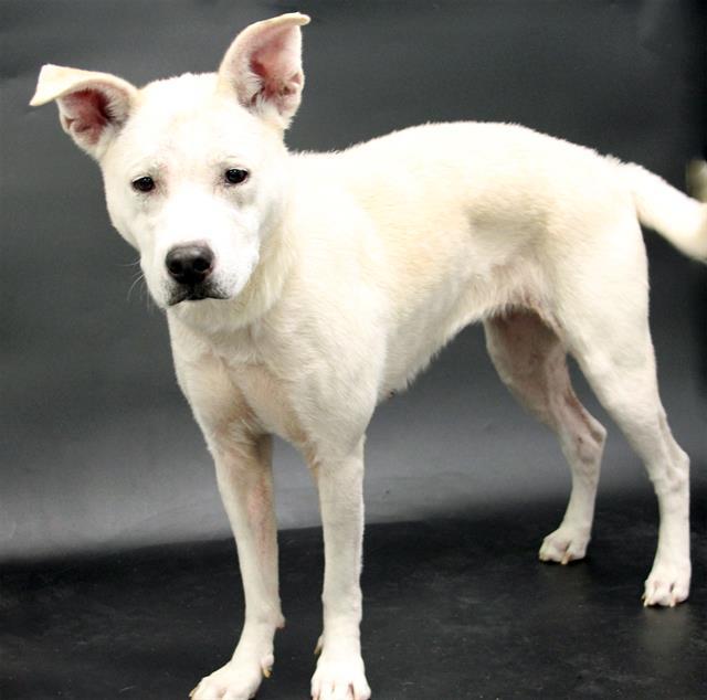 Enlarge DAWN, a Adoptable mixed breed in Winter Haven, FL image 1/1