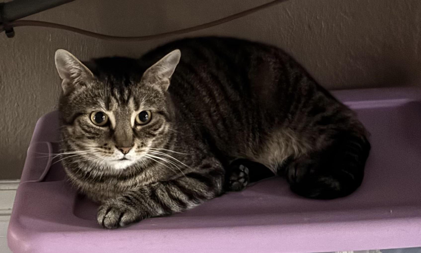Enlarge Taco, a Adoptable Domestic Short Hair in Pittsburgh, PA image 3/3