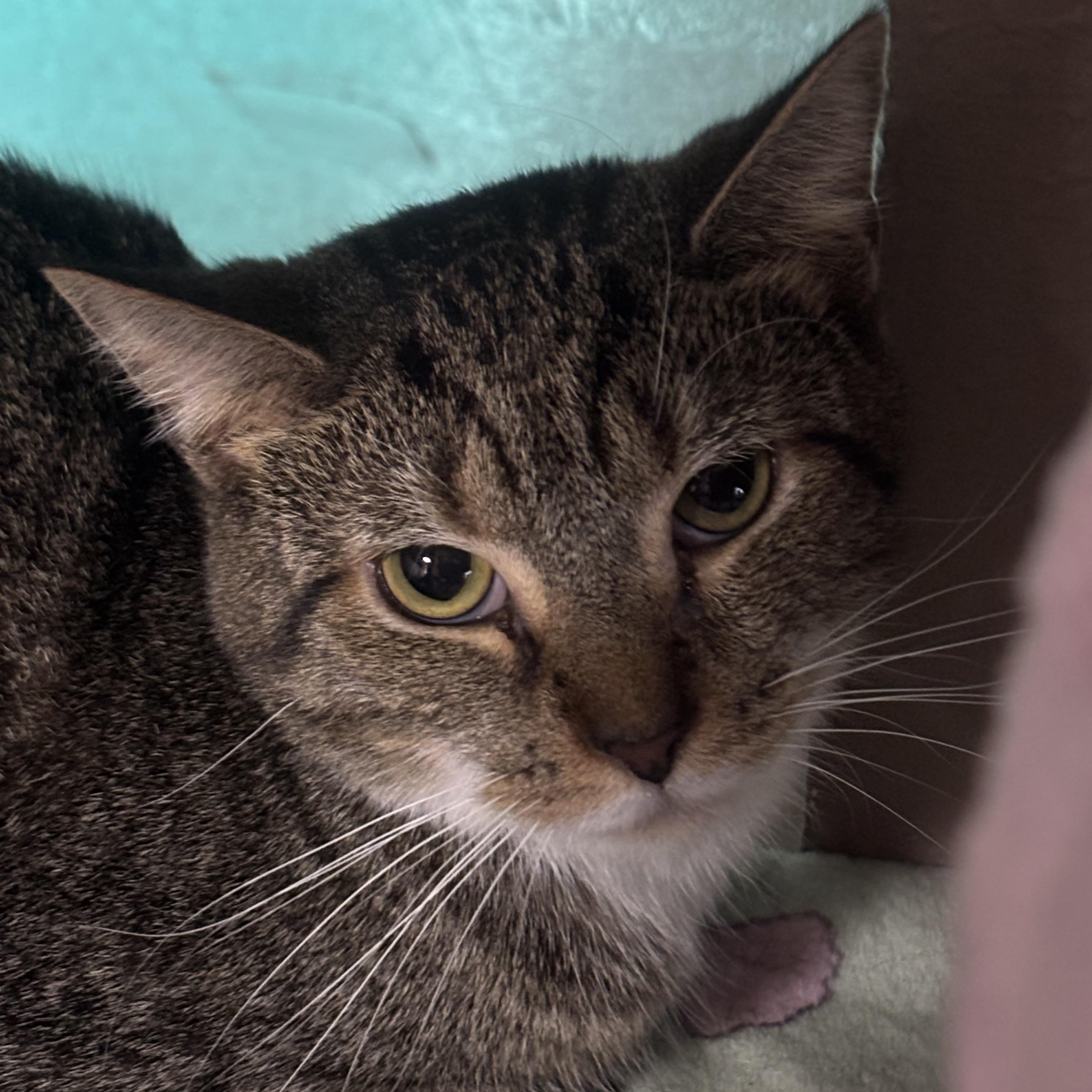 Enlarge Taco, a Adoptable Domestic Short Hair in Pittsburgh, PA image 1/1