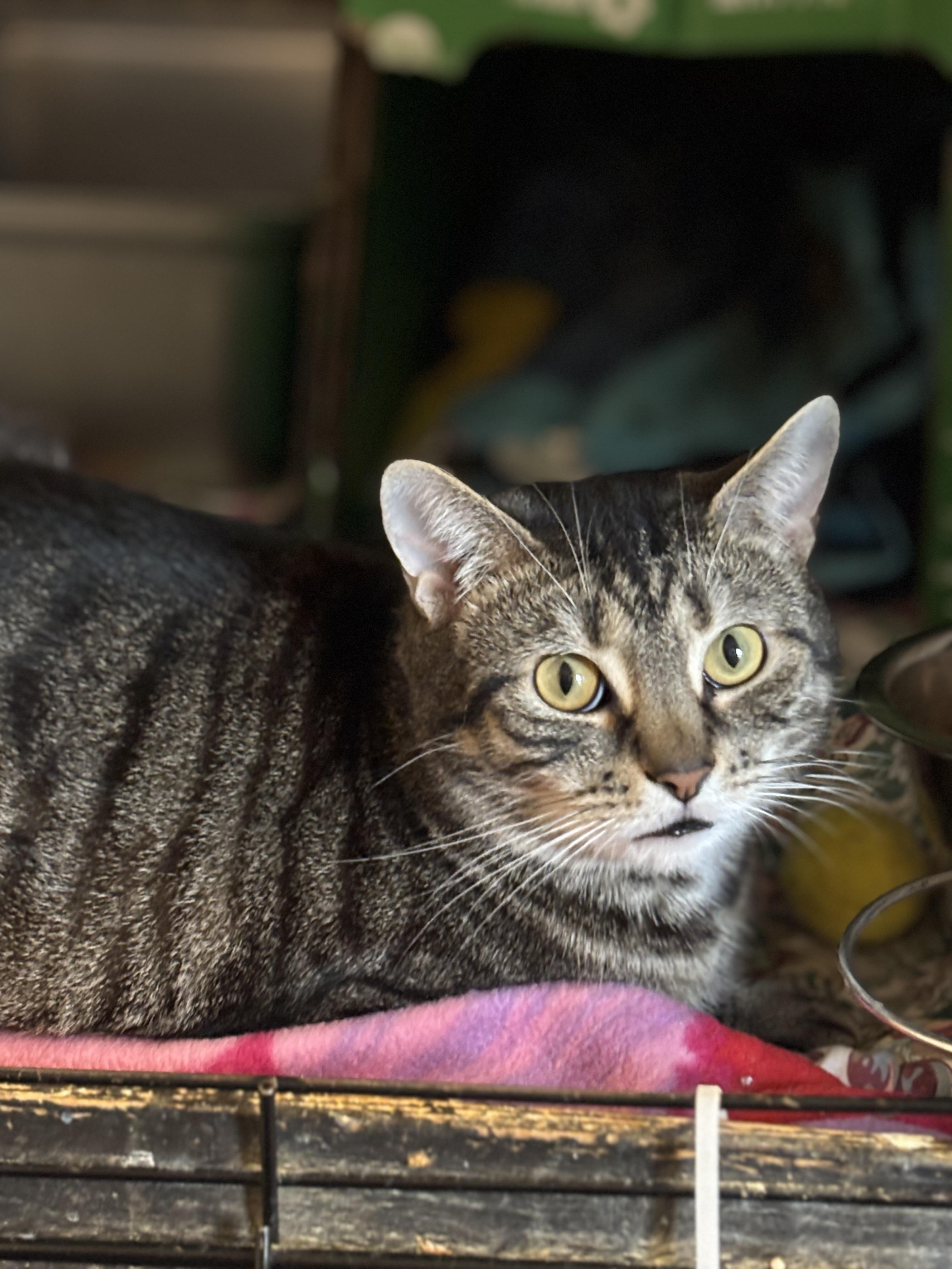 Taco, Adoptable, Adult Male Domestic Short Hair.