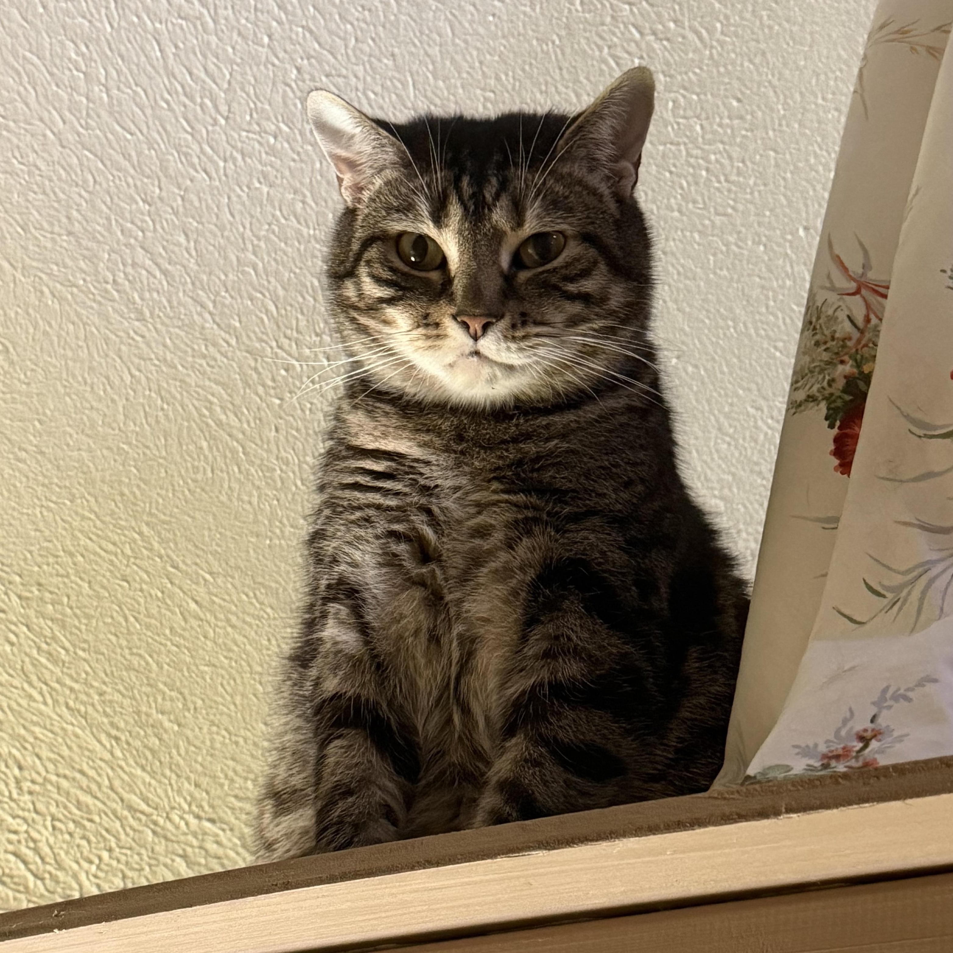 Taco, Adoptable, Adult Male Domestic Short Hair.