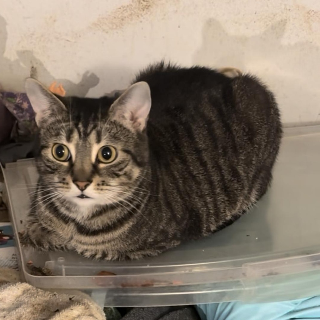 Enlarge Taco, a Adoptable Domestic Short Hair in Pittsburgh, PA image 2/3