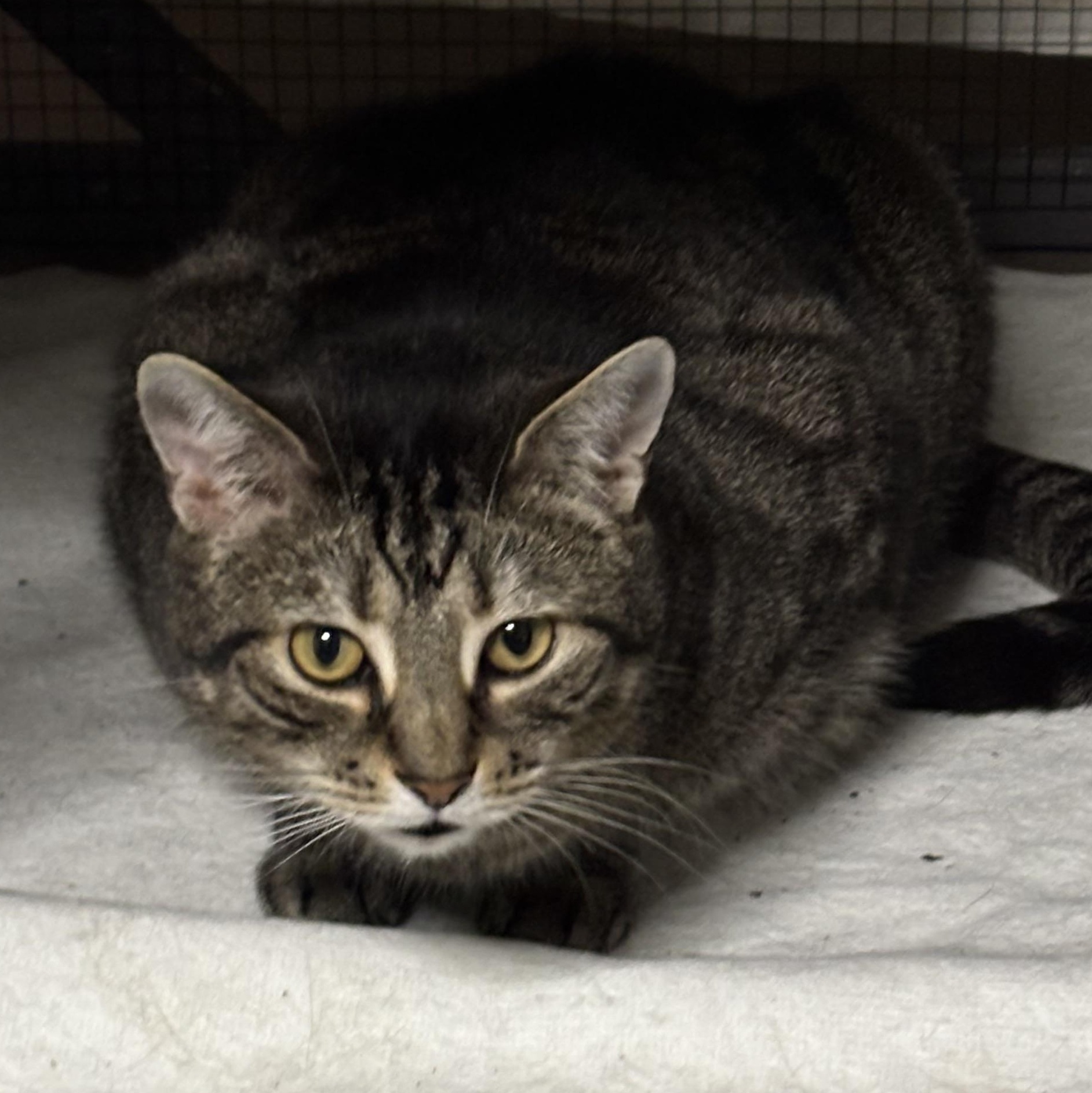 Enlarge Taco, a Adoptable Domestic Short Hair in Pittsburgh, PA image 5/5